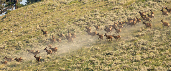 Herd of Elk Stampede Across Dusty Hillside