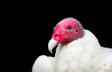 A Closeup Image of an Albino Turkey Vulture on a Black Background
