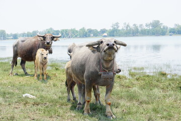Thai buffalo walks to eat grass in a wide field.