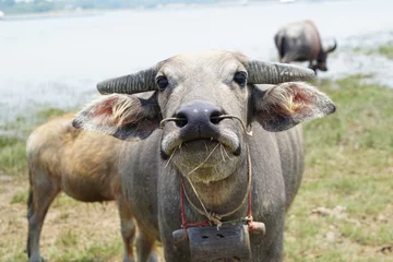 Schilderijen op glas Thaise buffels lopen om gras te eten in een breed veld. © buraratn