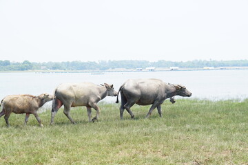 Naklejka na ściany i meble Thai buffalo walks to eat grass in a wide field.