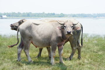 Thai buffalo walks to eat grass in a wide field.