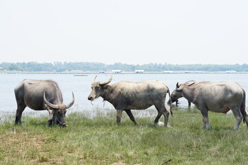 Fototapeta na wymiar Thai buffalo walks to eat grass in a wide field.