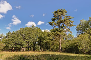 Fototapeta na wymiar Pine forest on thehills of Ardennes on a sunny day with clear blue sky, Dinant, Wallonia, Belgium 