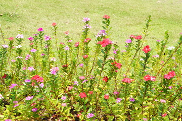 colorful flowers in a beautiful park