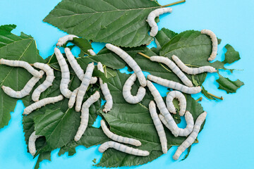 Many silkworms eating mulberry leaves