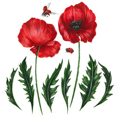 Red poppies flowers, green leaves, flying ladybugs. Hand drawn, watercolor, isolated on white elements for summer or romantic design of card, poster, print.