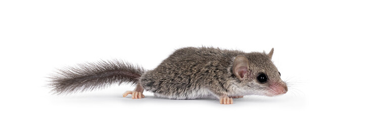 Cute tiny African dormouse aka Graphiurus murinus, running side ways. looking ahead away from camera, isolated on a white background.