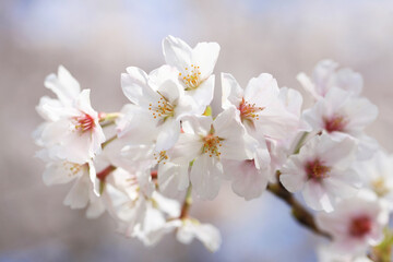 背景が美しい桜の花（ソメイヨシノ）