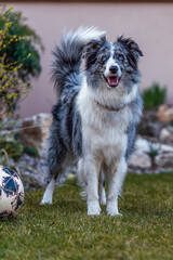 cute border collie blue merle in the garden