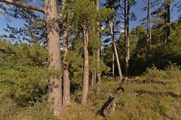 Fototapeta na wymiar Pine forest on thehills of Ardennes on a sunny day with clear blue sky, Dinant, Wallonia, Belgium 