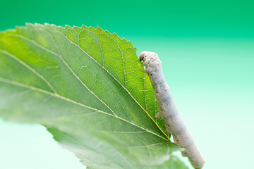 One silkworm eating mulberry leaves