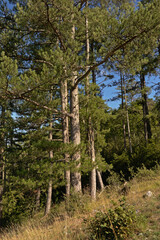 Fototapeta premium Pine forest on thehills of Ardennes on a sunny day with clear blue sky, Dinant, Wallonia, Belgium 