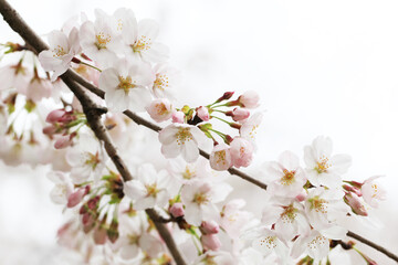 Fototapeta na wymiar 桜の花（ソメイヨシノ）