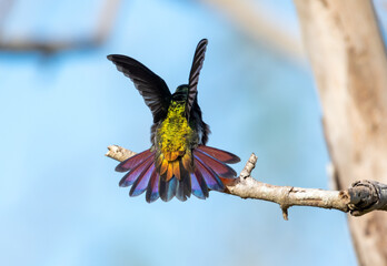 Male Green-throated Mango hummingbird, Anthracothorax viridigula, stretching with his pink tail flared and wings spread.