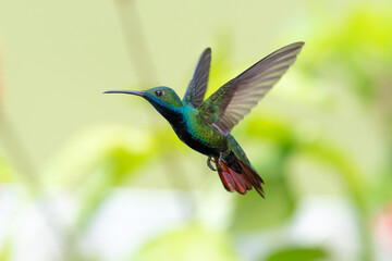 Colorful male Black-throated Mango hummingbird, Anthracothorax nigricollis, in a beautiful pose in...