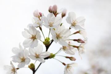 Fototapeta na wymiar 桜の花（ソメイヨシノ）