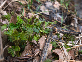 lizard on the ground
