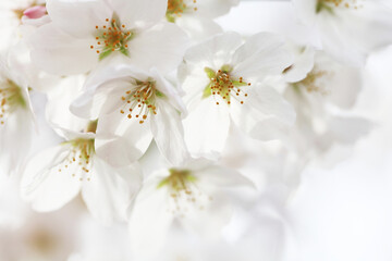 Naklejka na ściany i meble 桜の花のクローズアップ（ソメイヨシノ）