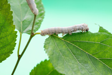 Two silkworms eating mulberry leaves