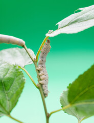 Two silkworms eating mulberry leaves