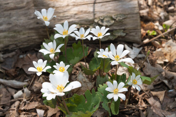 Sanguinaria canadensis​​ or bloodroot wildflowers in the park