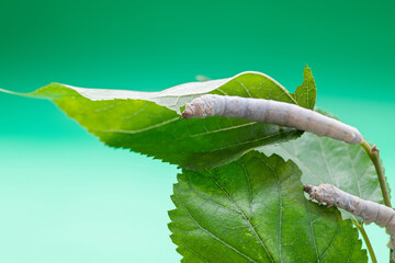 Two silkworms eating mulberry leaves