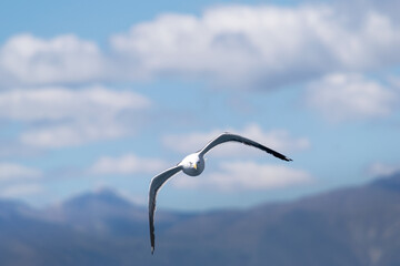 hermosas gaviotas volando sobre el mar