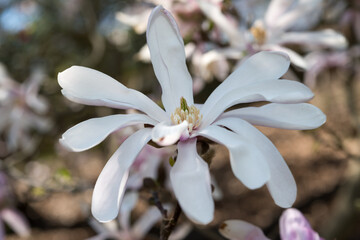 white magnolia flower