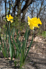 yellow daffodils in spring