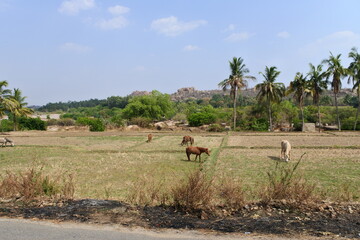 ハンピ村　絶景　インド