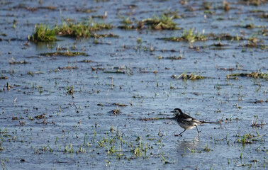 A pied wagtail walking across a flooded field in winter. 