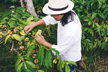 Top view of male farmer entrepreneur in hat checking ripe coffee beans while visiting farmland in...