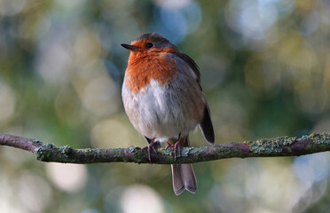 A beautiful close-up of a European robin perching on a branch against a defocused background. 