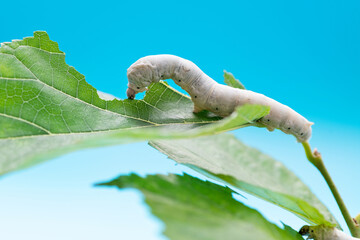 Two silkworms eating mulberry leaves