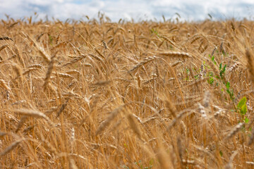 Wheat field. Ears of golden wheat close up.
