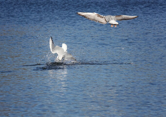 A black headed gull plunging head-first into a lake watched by a second gull overhead. 