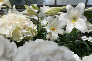 white hydrangea and easter lilies on display at the conservatory