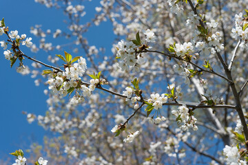 blooming cherry tree