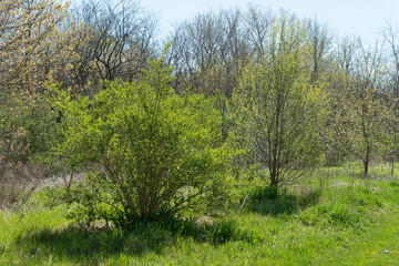 spring growth near the river