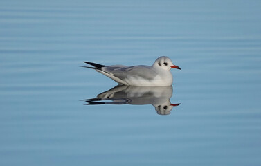 A beautiful close-up reflection shot of a black-headed gull floating on the calm waters of a lake.