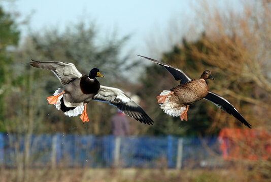 An action shot of a pair of mallard ducks in flight and coming in to land on a lake in a park. 