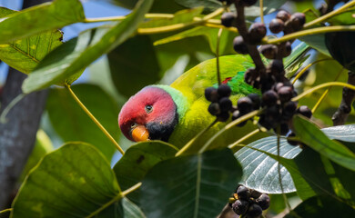 Plum headed parakeet on a tree
