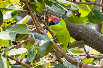 Plum headed parakeet on a tree