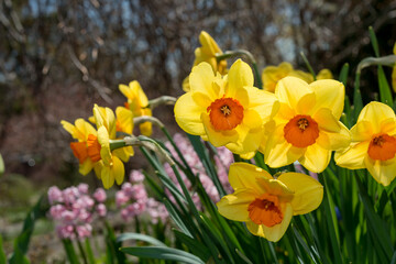 yellow daffodils in spring