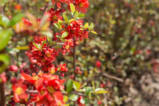 orange red Chaenomeles blossoms and buds in spring