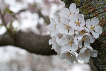 cherry blossoms sprouting from a trunk