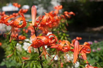 orange lilies in the sun