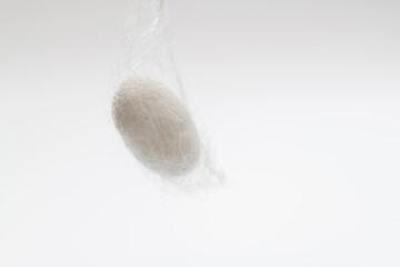 Silkworm cocoon on white background