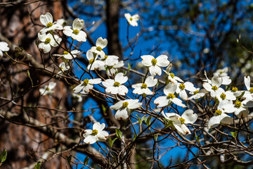 Dogwoods in bloom